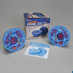 Animal Cell Model